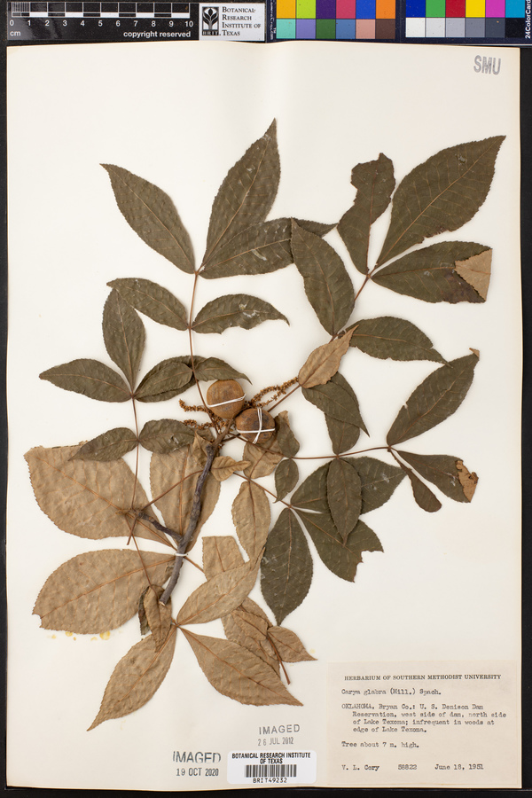 Carya glabra image