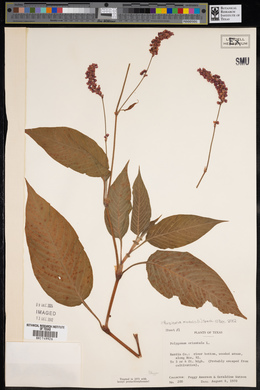 Persicaria orientalis image