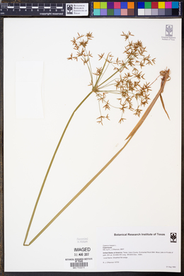 Cyperus haspan image