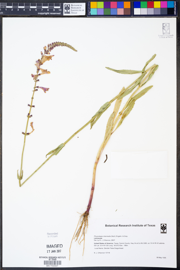 Physostegia intermedia image