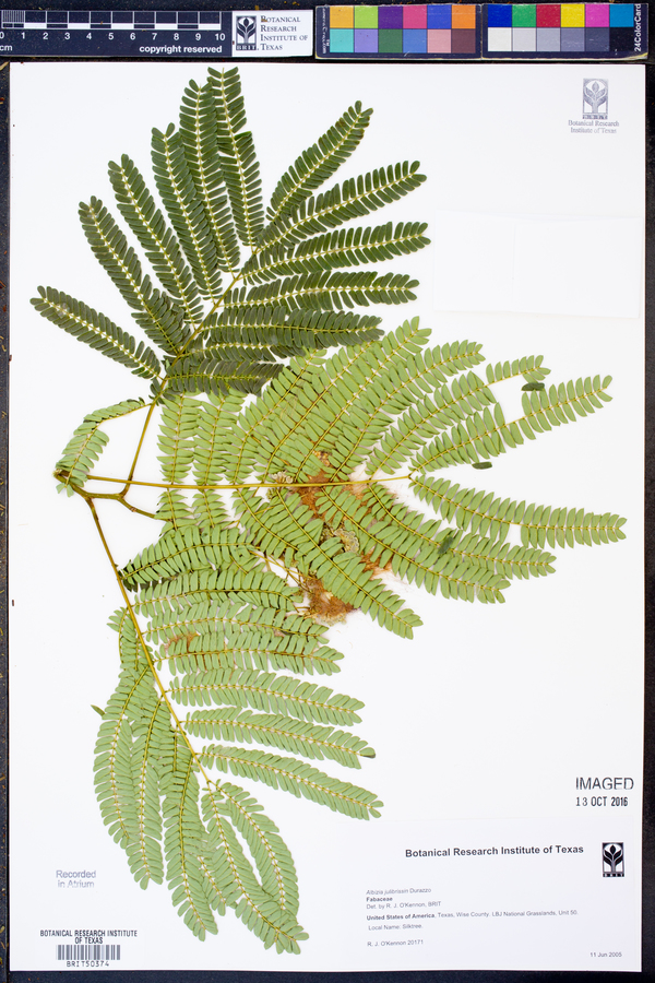 Albizia julibrissin image