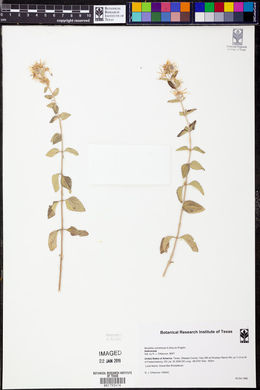Brickellia cylindracea image