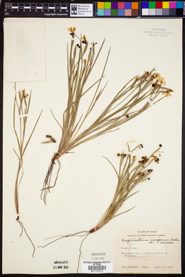 Sisyrinchium ensigerum image