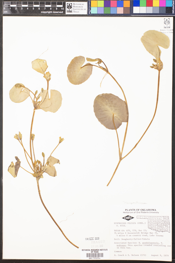 Nymphoides peltata image