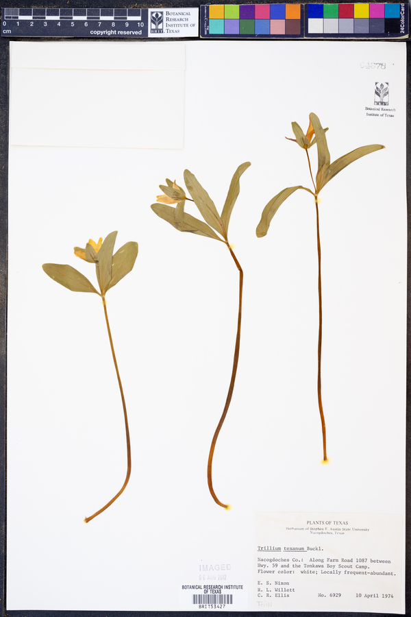 Trillium texanum image
