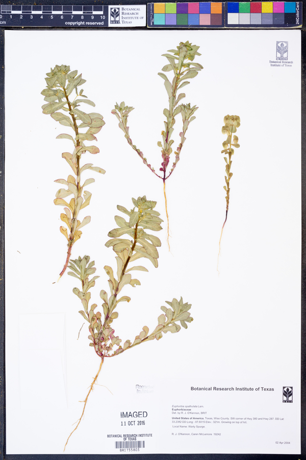 Spathulata image