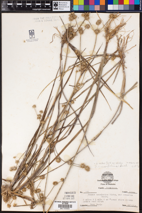 Juncus validus image