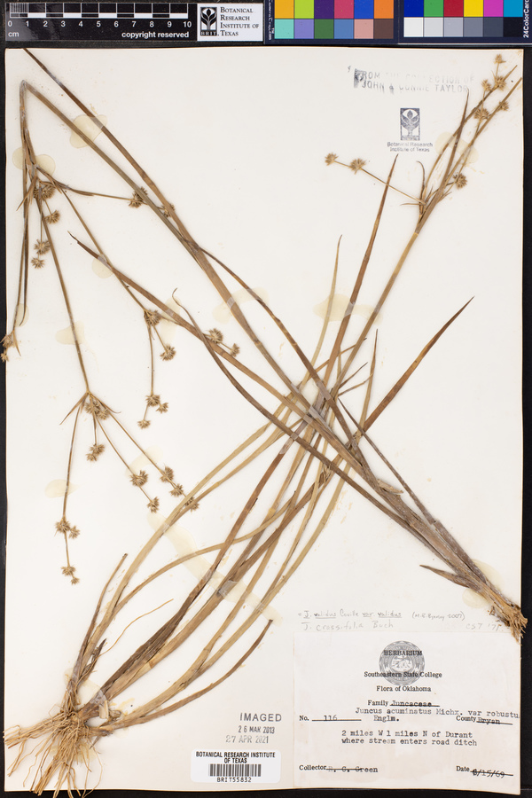 Juncus validus var. validus image