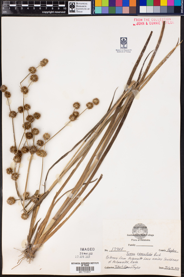 Juncus crassifolius image