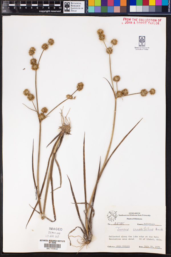 Juncus crassifolius image