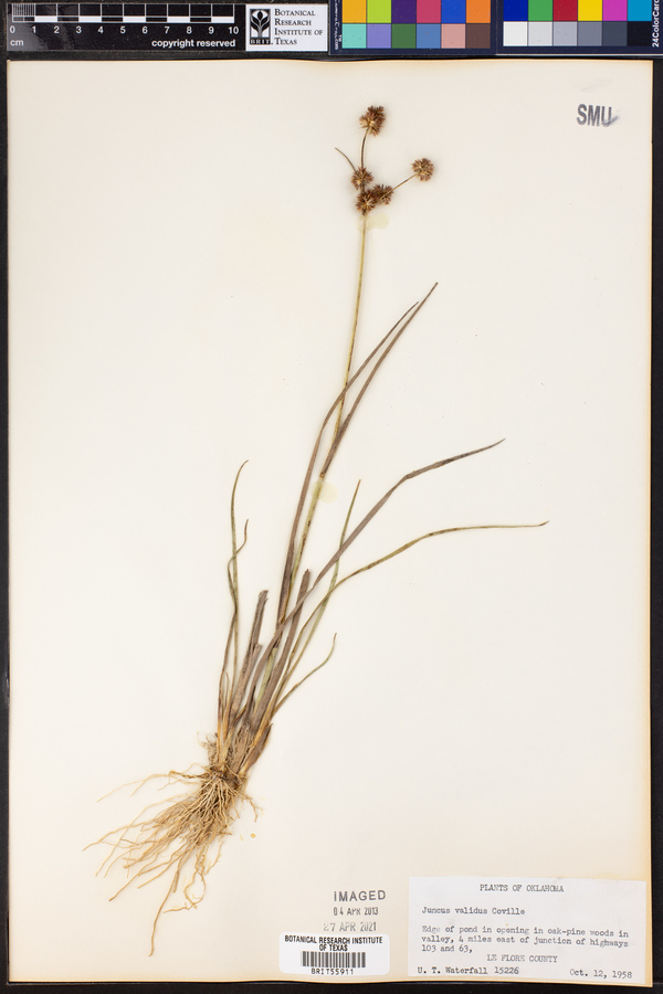 Juncus validus image