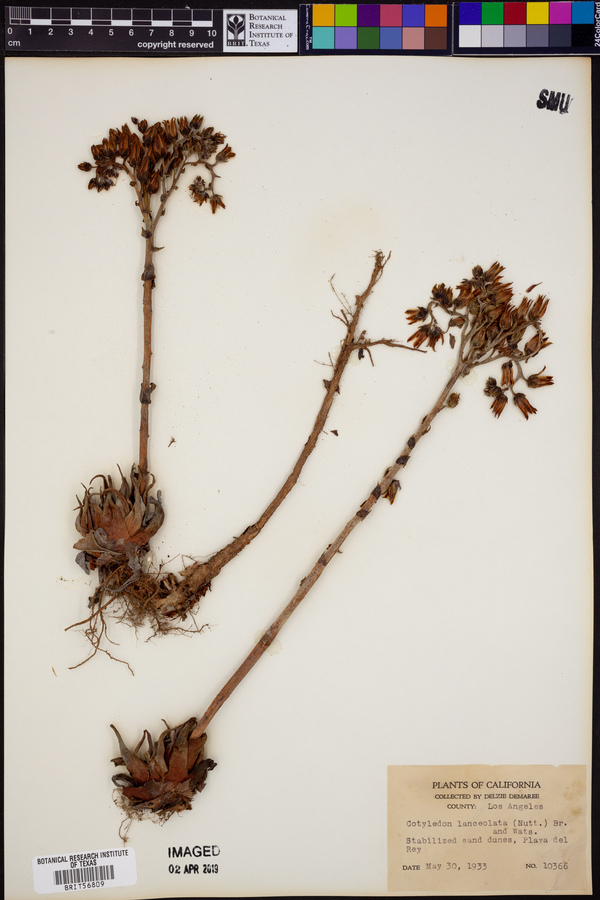 Kalanchoe lanceolata image