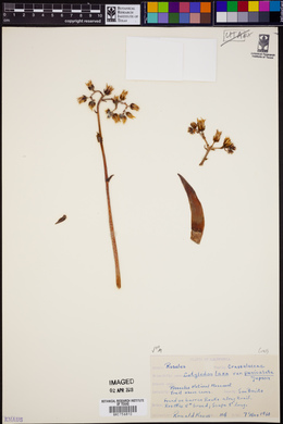 Dudleya cymosa subsp. paniculata image