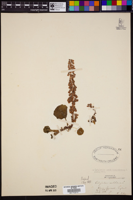 Umbilicus rupestris image