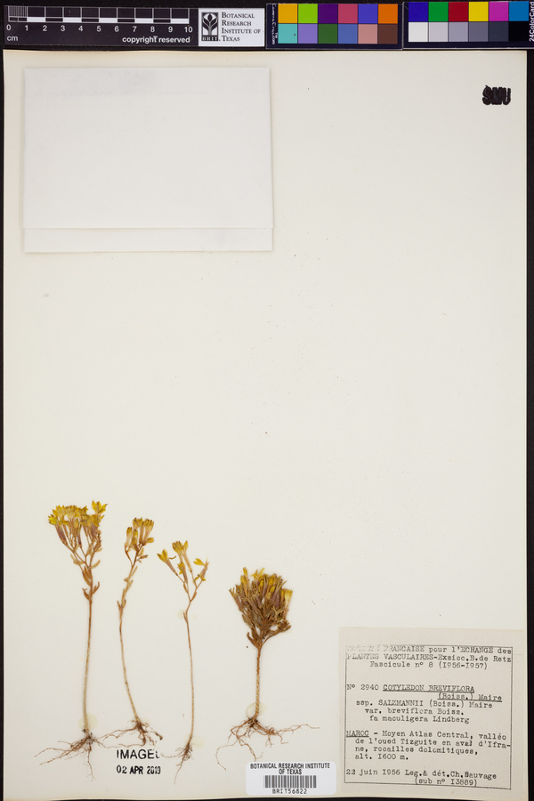 Pistorinia breviflora image