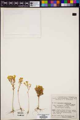 Image of Pistorinia breviflora