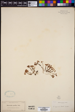 Diamorpha pusilla image