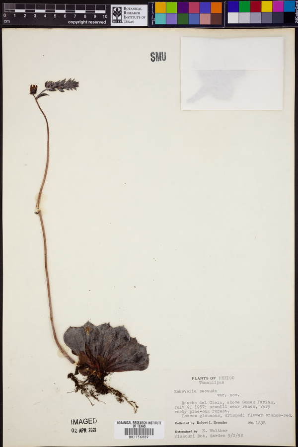 Echeveria secunda image