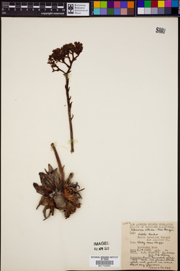Dudleya virens subsp. virens image
