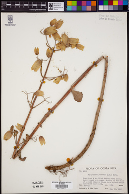 Bryophyllum pinnatum image