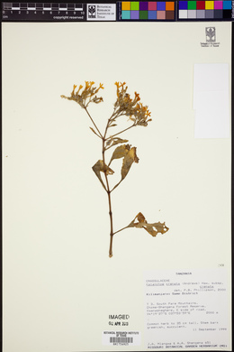 Kalanchoe crenata subsp. crenata image
