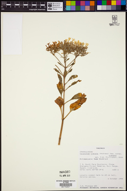 Kalanchoe crenata subsp. crenata image