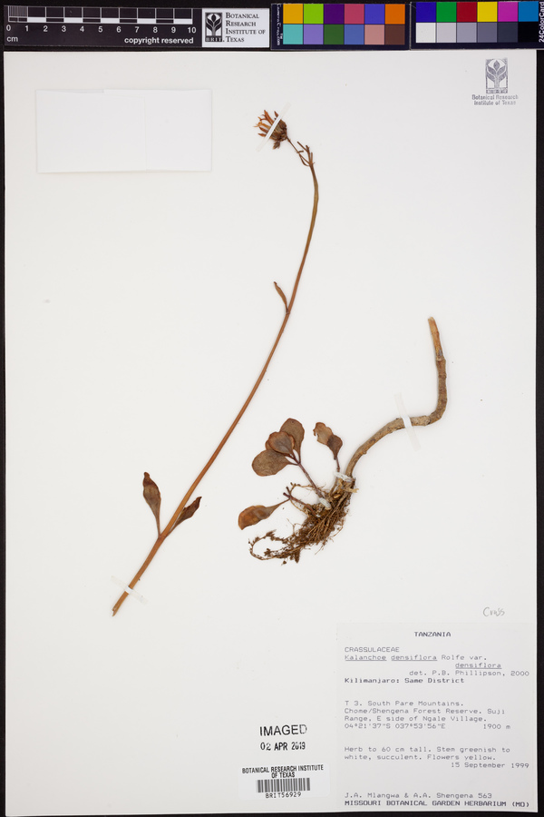 Kalanchoe densiflora var. densiflora image