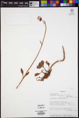 Kalanchoe densiflora image