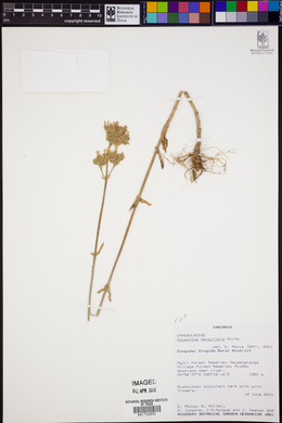 Kalanchoe densiflora image