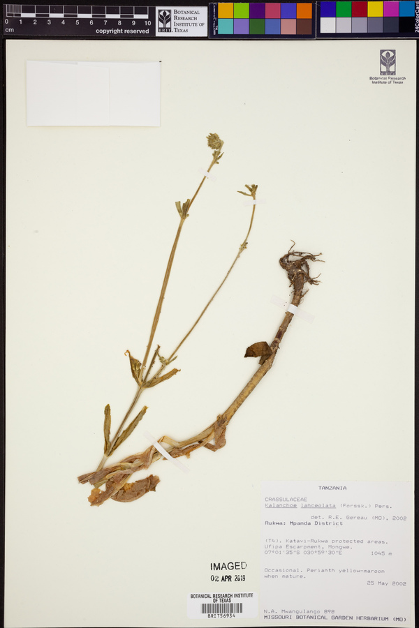 Kalanchoe lanceolata image