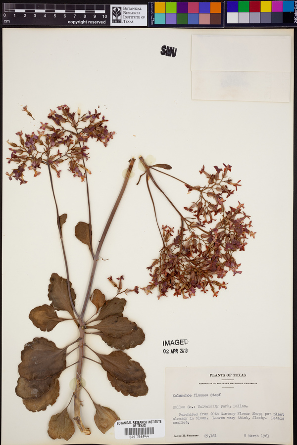 Kalanchoe flammea image