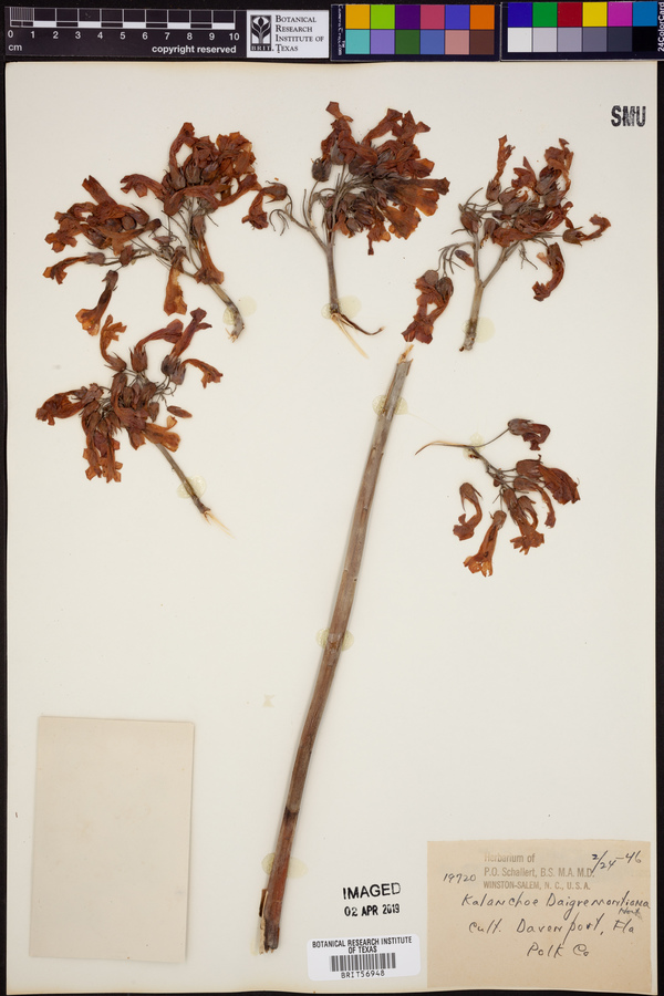 Bryophyllum daigremontianum image