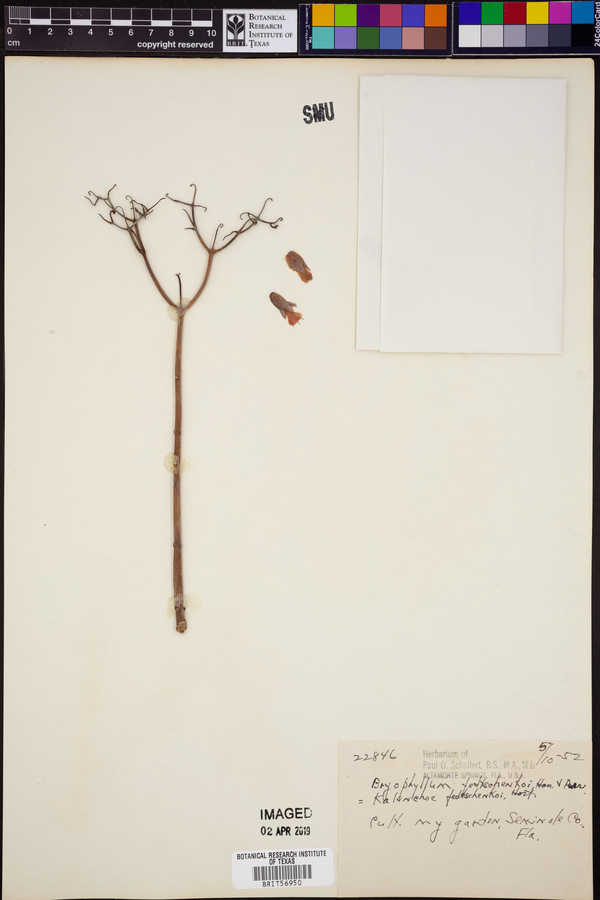 Bryophyllum fedtschenkoi image
