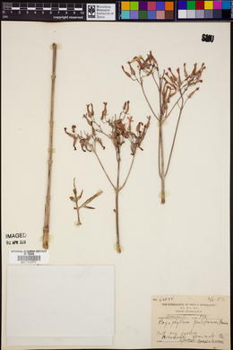 Image of Bryophyllum proliferum
