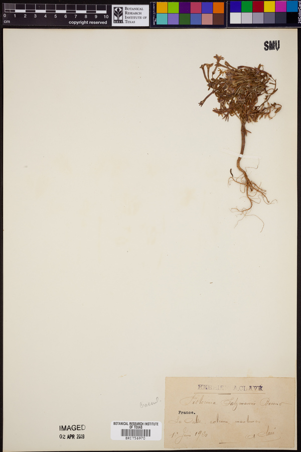 Pistorinia breviflora subsp. breviflora image