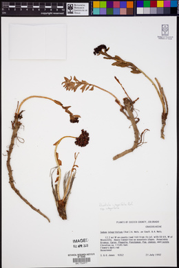 Rhodiola integrifolia subsp. integrifolia image