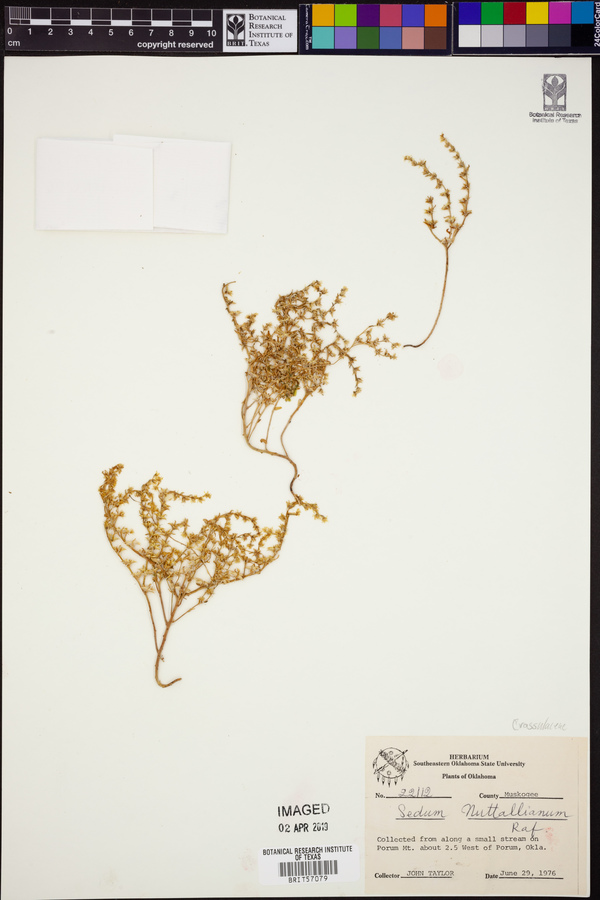 Sedum nuttallianum image
