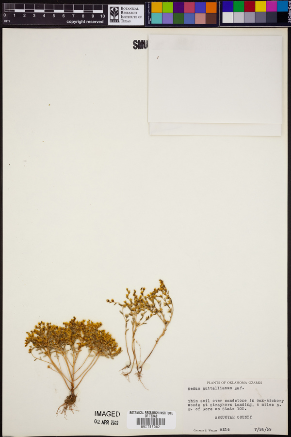 Sedum nuttallianum image