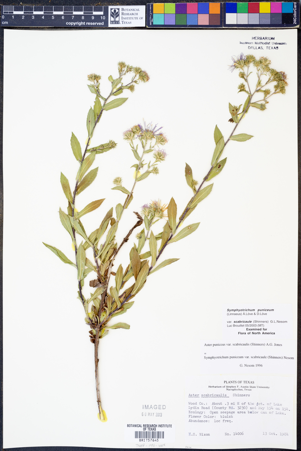 Symphyotrichum puniceum var. scabricaule image