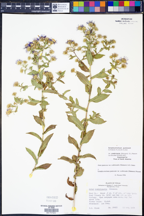 Symphyotrichum puniceum image