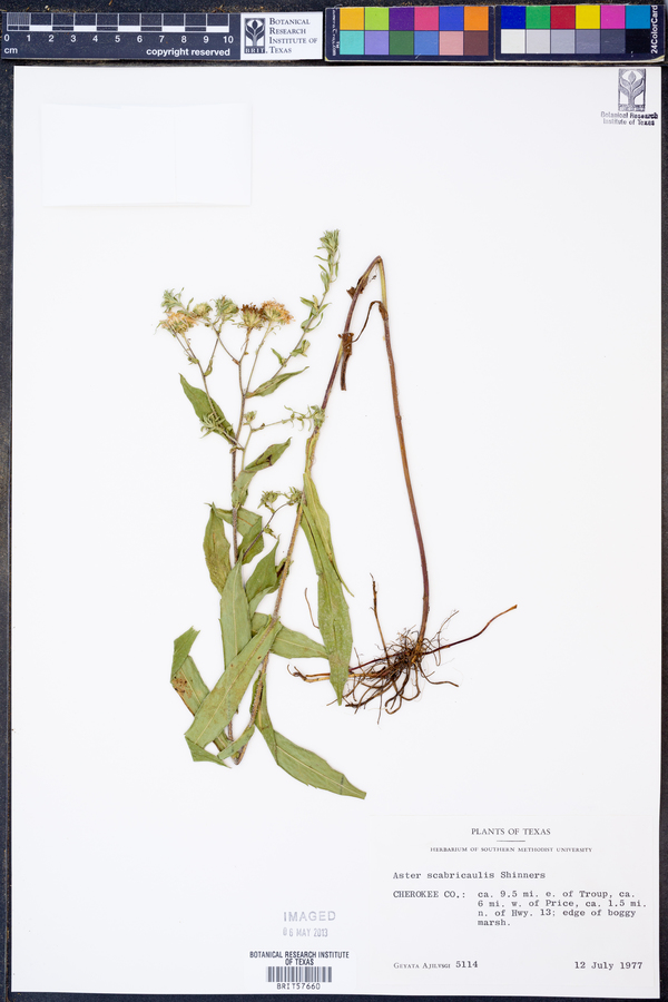 Aster scabricaulis image