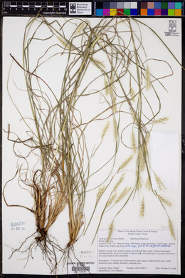 Andropogon ternarius image