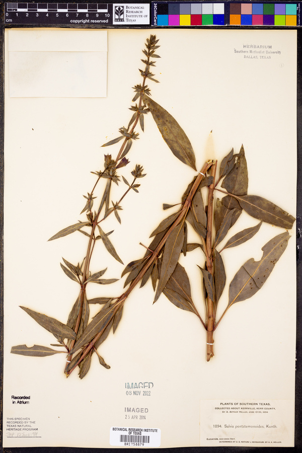 Salvia pentstemonoides image