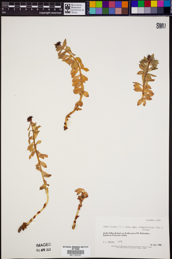 Sedum roseum subsp. integrifolium image