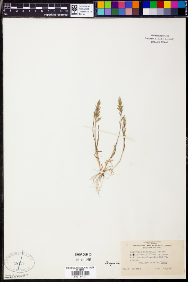 Catapodium rigidum image
