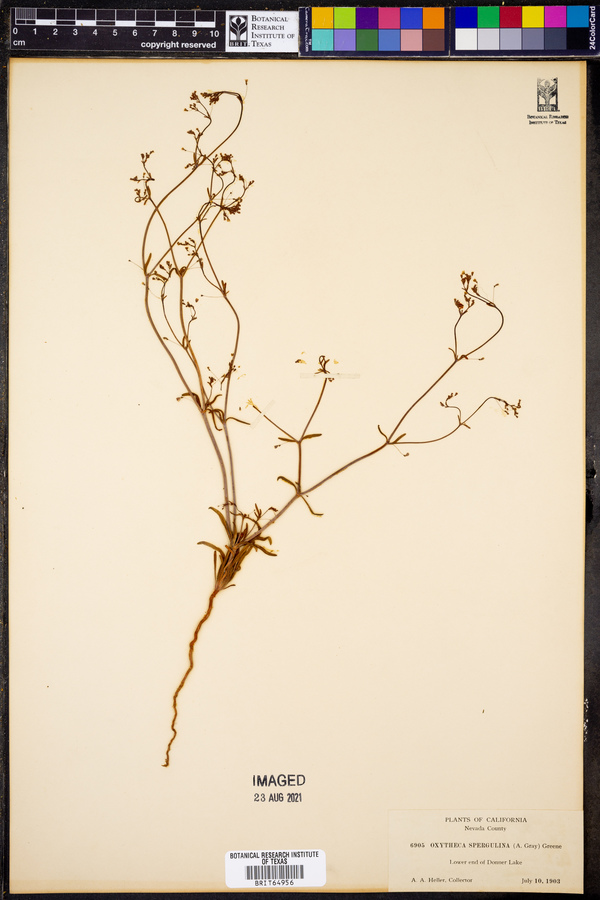 Eriogonum spergulinum var. spergulinum image