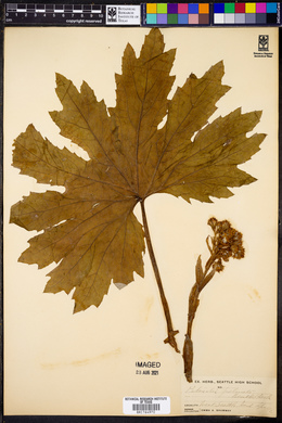 Petasites frigidus var. palmatus image