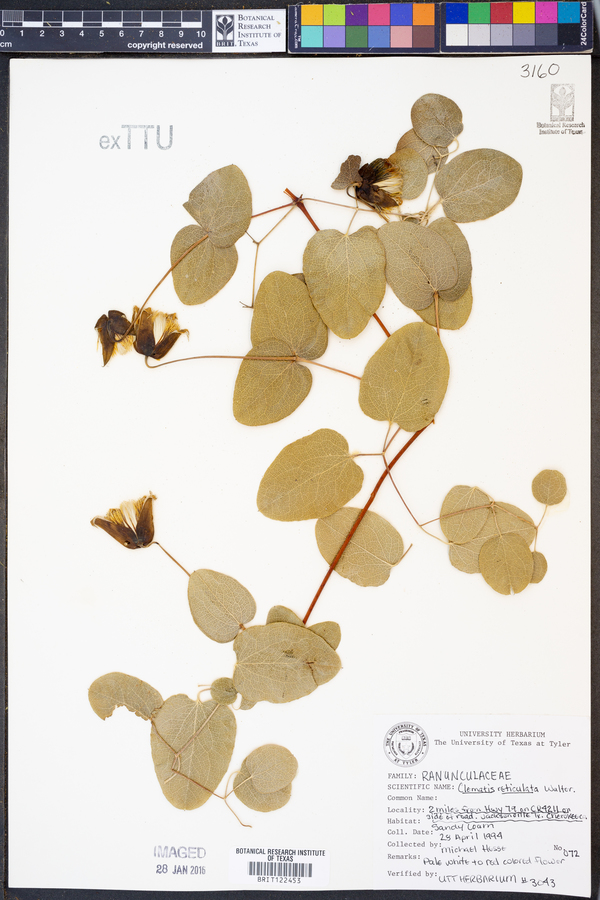 Clematis reticulata image