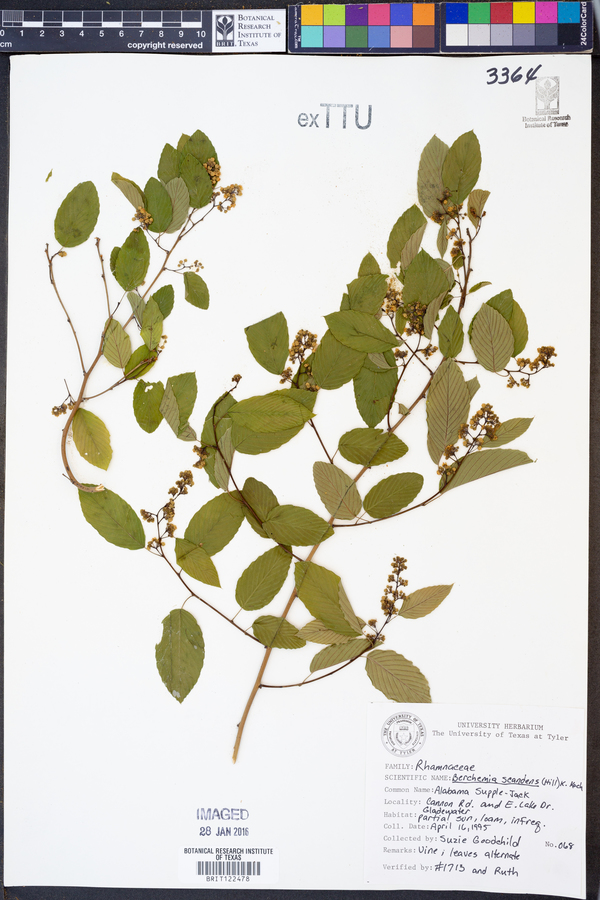 Berchemia scandens image