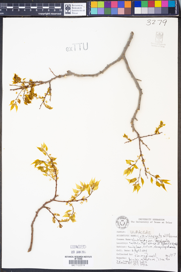 Celtis laevigata var. laevigata image